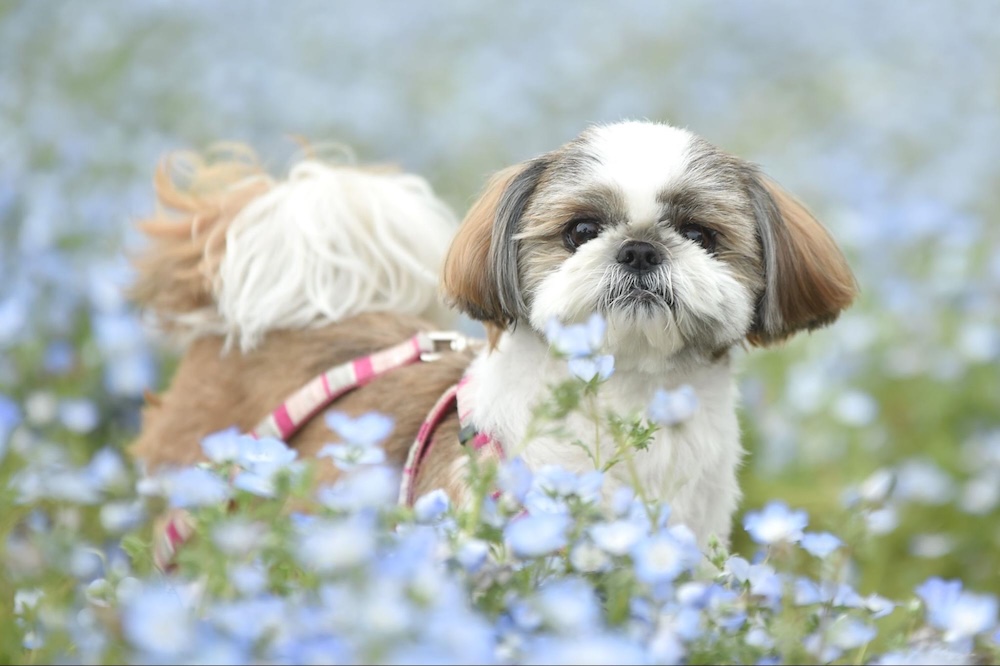 シーズーの性格・特長は？飼い主様・飼いたい方必見徹底解説！