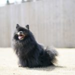 1102犬に玄米をあげても良いの？愛犬の食事に取り入れるポイント