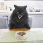 1253ドッグフードは国産で無添加のものを選ぶと安心？大切な愛犬の為のフード選びのコツ