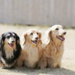 991犬のワクチンの種類や病気との関連性を分かりやすく解説！