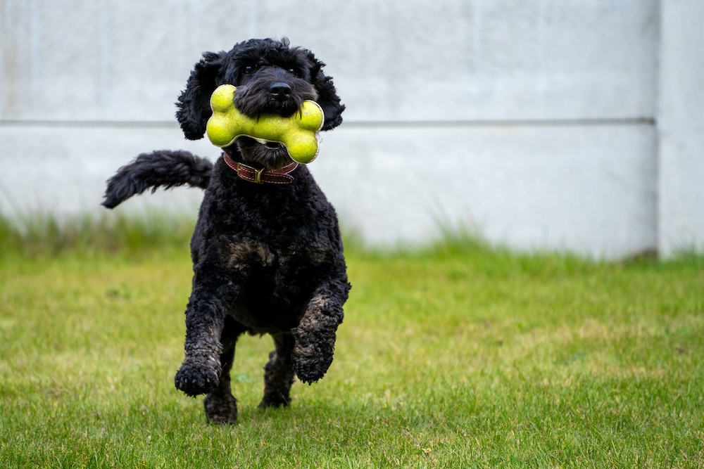 【専門家監修】愛犬がおもちゃをなかなか離さない心情や理由・対処法とは？
