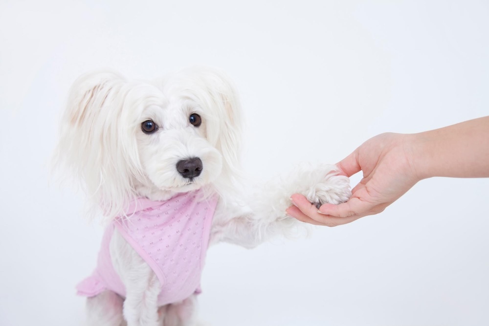 愛犬にお手のしつけは必要？正しい教え方とおかわりとの違いを解説【ドッグライフアドバイザー監修】