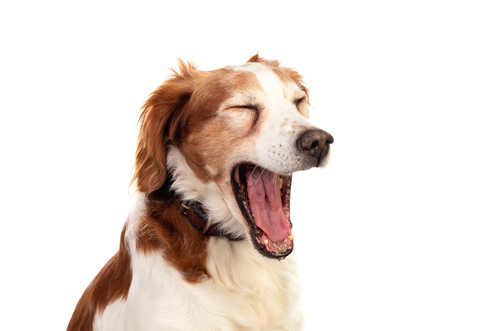 犬のあくびの見分け方！あくびをする理由や体調不良のサインについて解説