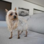 1534犬へ大麦はOK？メリット・デメリット・効果やアレルギーの懸念・不安を解説