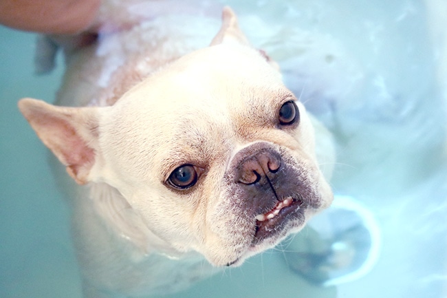 犬がシャンプーを嫌がるときのお風呂好きにさせる対処法