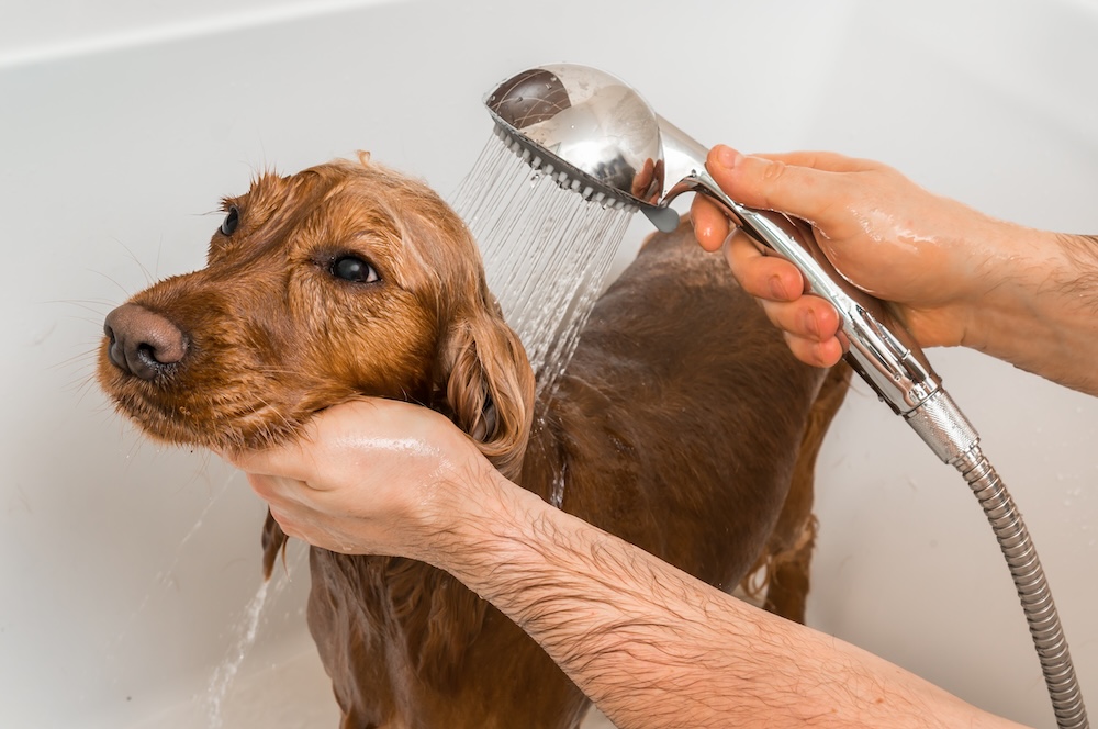 愛犬を水に慣れさせる方法