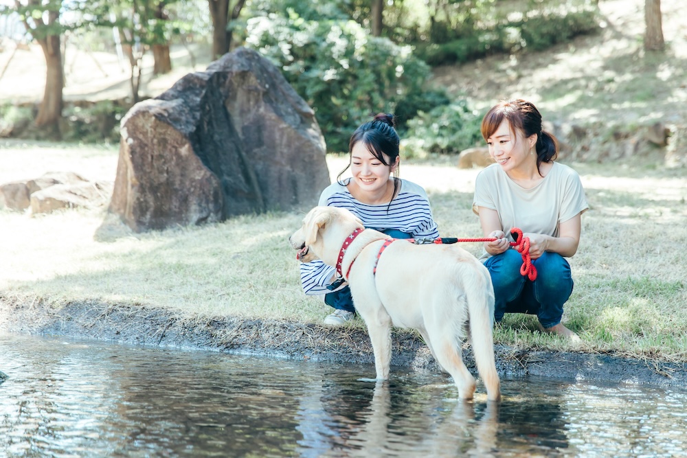 愛犬と水遊びをするときの注意点