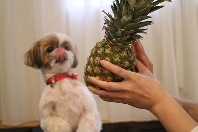 犬はパイナップルを食べてもよいの？気になる夏の果実を解説します！