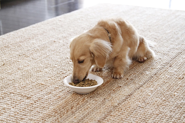 犬はスナップエンドウを食べられるの？