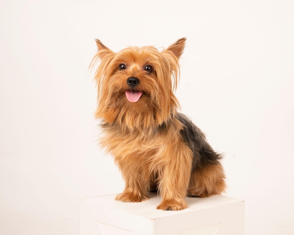 【専門家監修】ヨークシャーテリアはどんな性格？オスとメスの違いや飼い方のポイントを解説