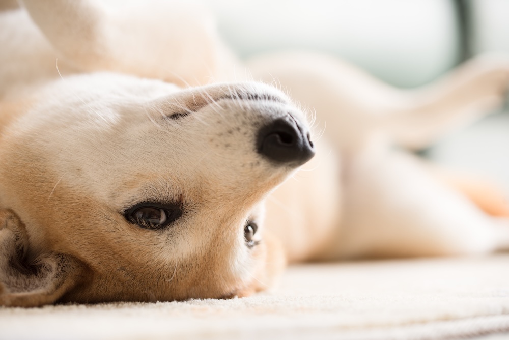【専門家監修】犬の芸「バーン」の教え方！指ピストルで倒れる「可愛い死んだふり」のコツ