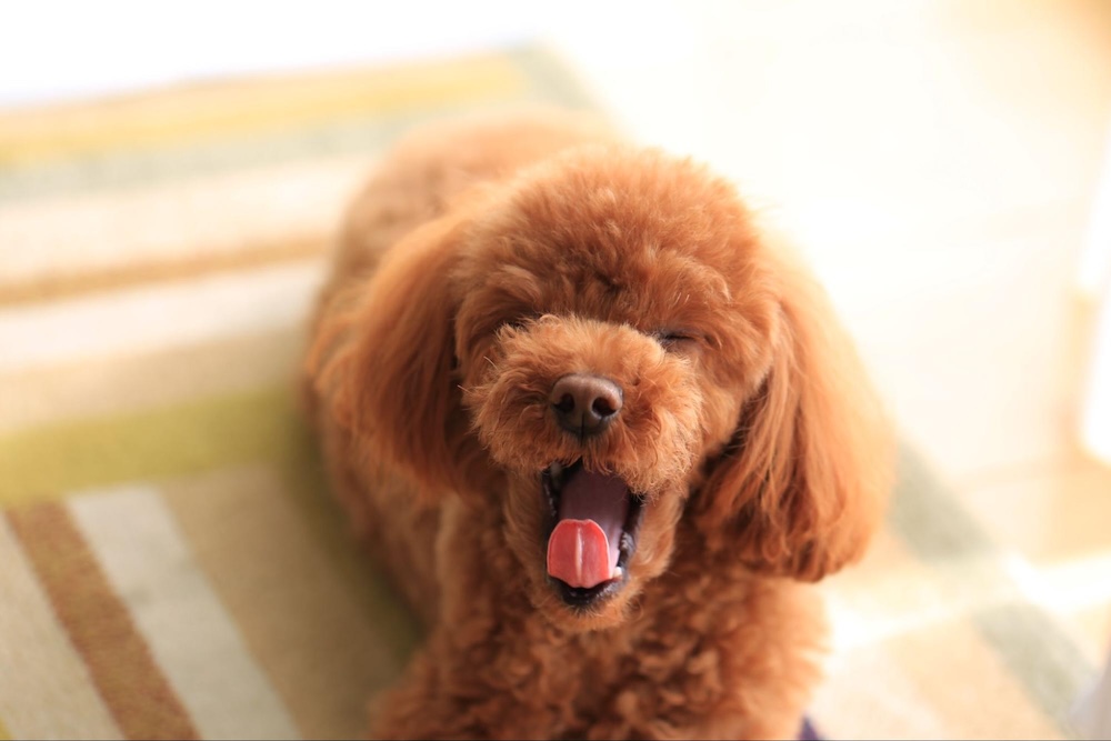 【動物看護師監修】犬があくびをする理由とは？カーミングシグナルや危険な病気の見分け方