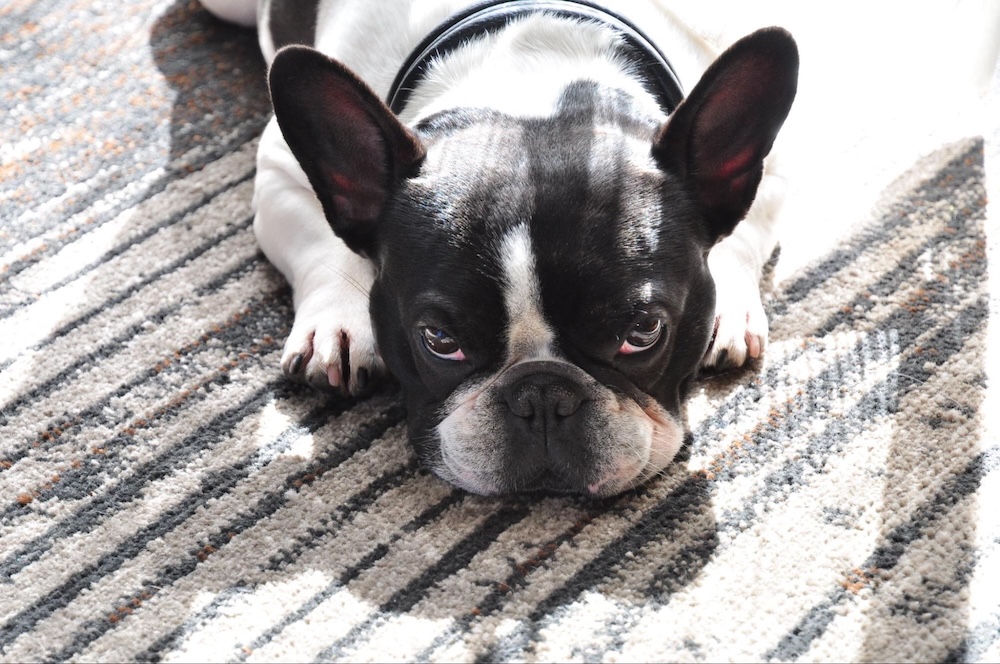 犬に伏せを覚えさせるしつけ方法と意味・簡単なコツをご紹介！