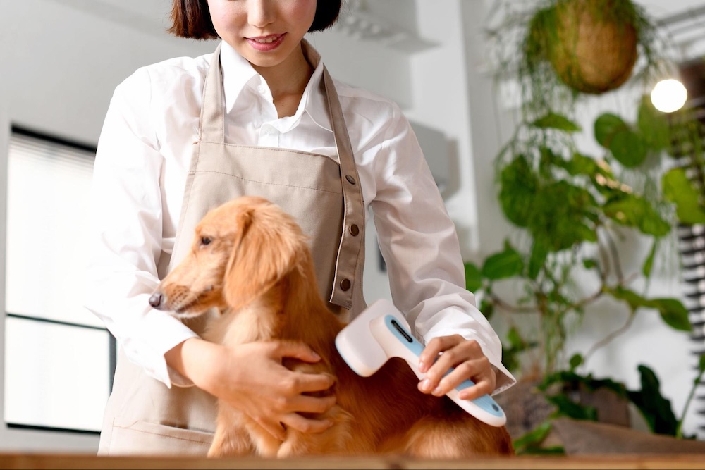 【トリマー監修】愛犬のブラッシングのやり方や頻度を解説！嫌がるときの対処法とポイント