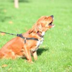 2016散歩中に他の犬に吠えるのをやめさせたい！すぐに実践できる対処法を紹介