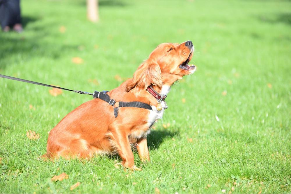 散歩中に他の犬に吠えるのをやめさせたい！すぐに実践できる対処法を紹介