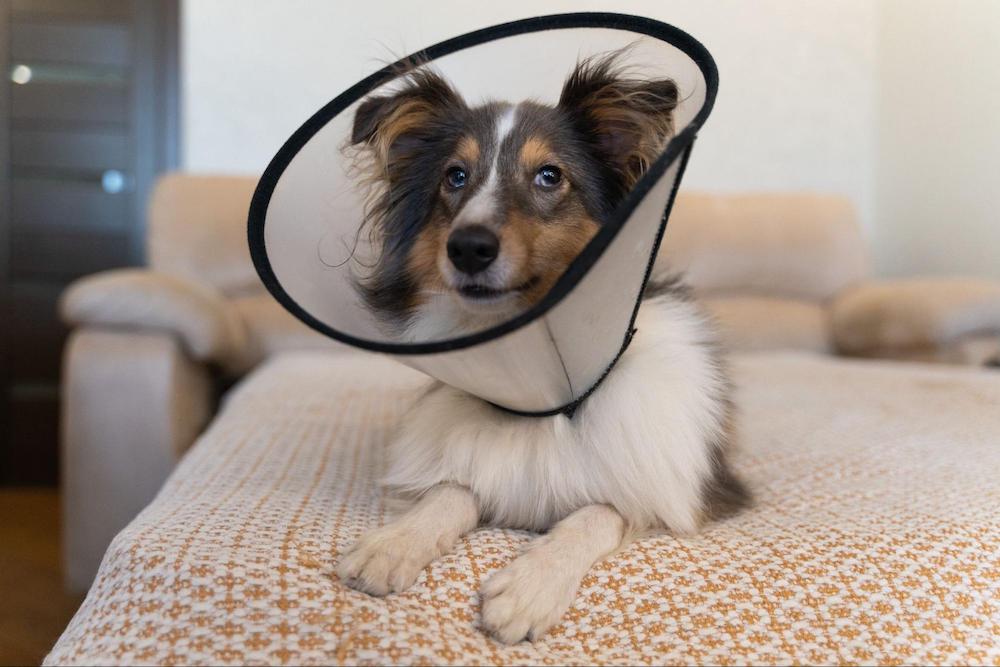 犬のエリザベスカラーは寝るときもつける？嫌がるときの対処法も紹介