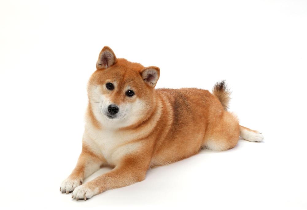 柴犬の特徴とは？性格や柴犬を飼うときのポイントを解説！