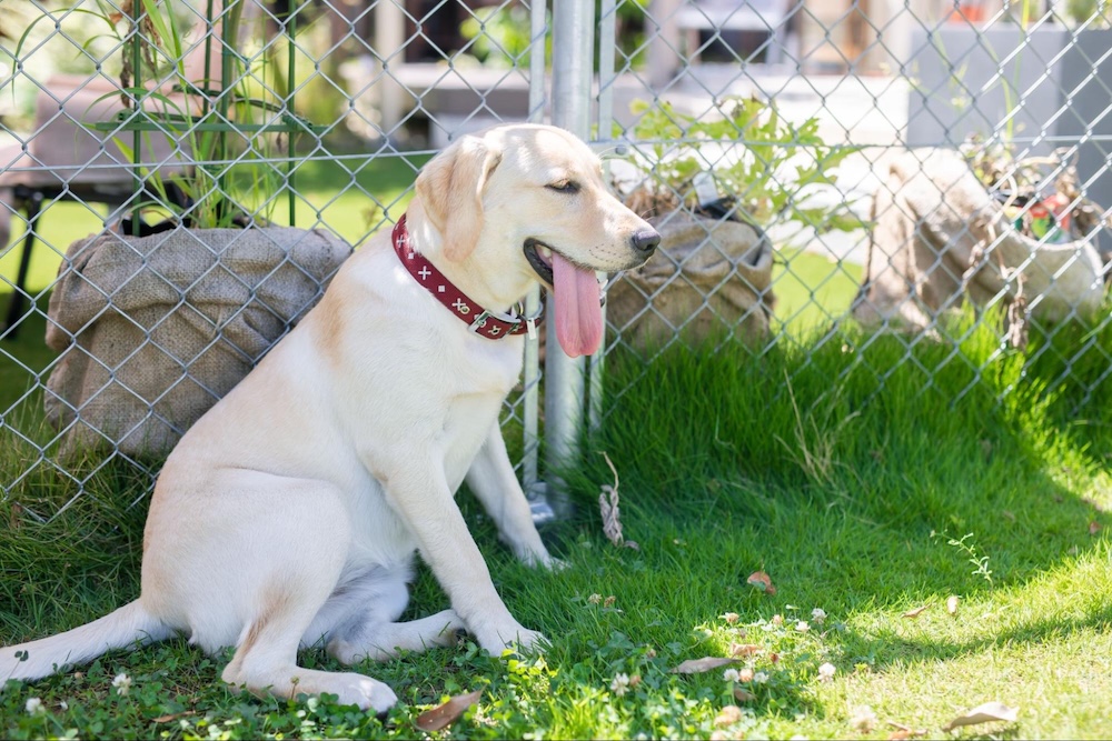 【動物看護師監修】犬の熱中症の症状と対処法！初期症状の見分け方や応急処置のやり方を解説