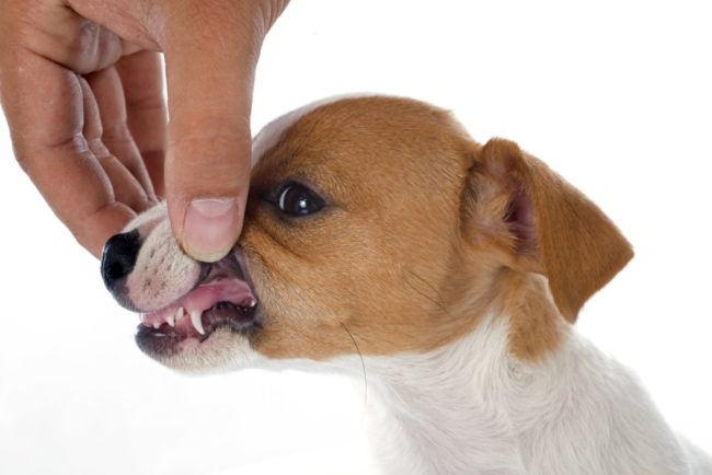 犬の歯の生え変わり時期はいつ その時期に気を付けることは