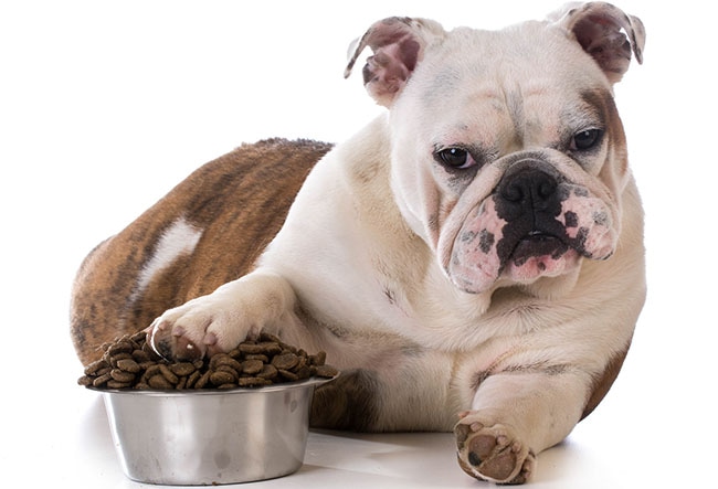 愛犬がドライフードを食べてくれない時はどうしたらいいの？