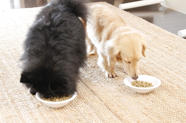 犬の食事の回数は何回が適正なの？
