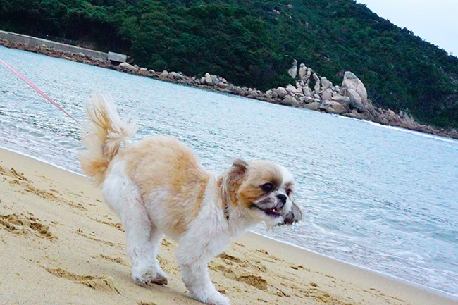 海の日は愛犬と一緒に海へ行ってみませんか？