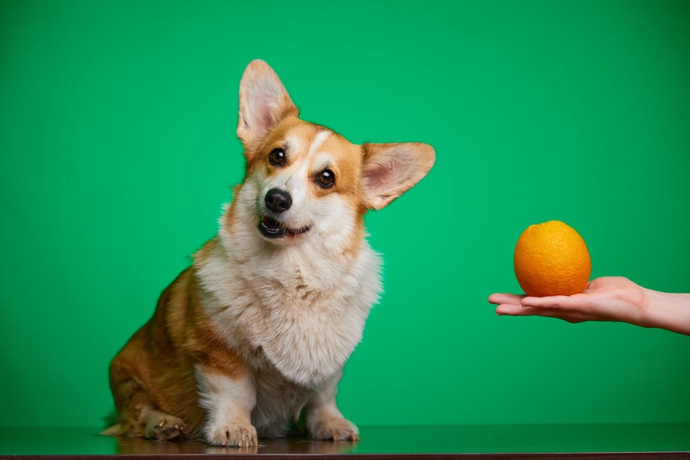 【専門家監修】犬に夏みかんを与えても大丈夫？与えるメリットや注意点を解説