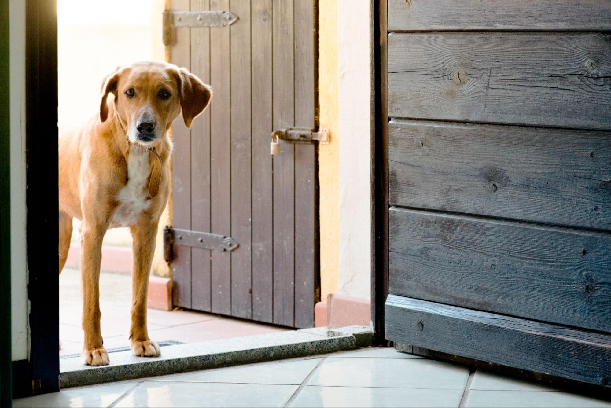犬の分離不安症とは？原因や対処法について解説