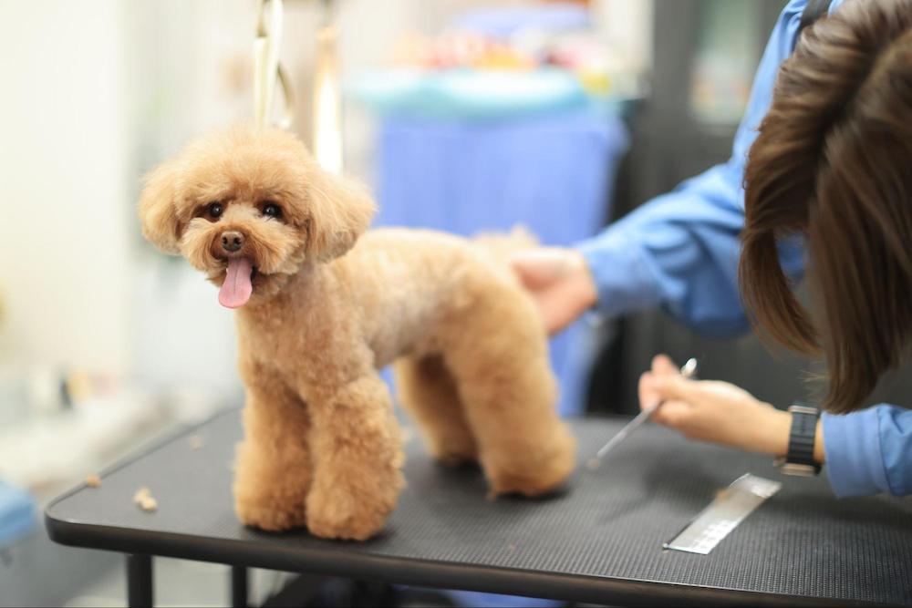 犬のサマーカットは必要？メリット・デメリットや注意点について解説！