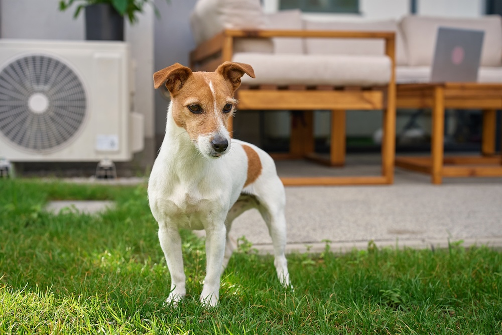 【専門家監修】肥満？犬の適正体型はボディ・コンディション・スコア（BCS）でチェック