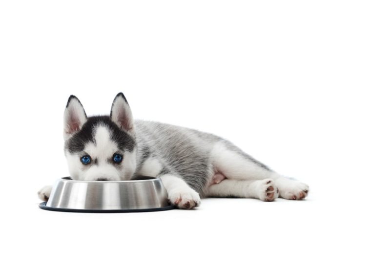 犬は生の鶏肉を食べても大丈夫？