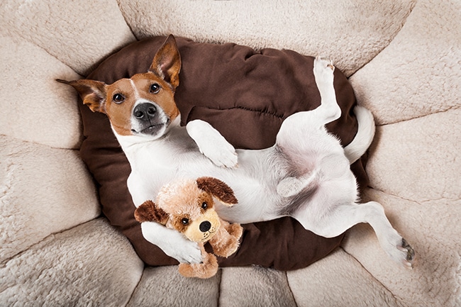 犬の夏用ベッドの選び方のポイントとおしゃれな人気のおすすめベッドのご紹介