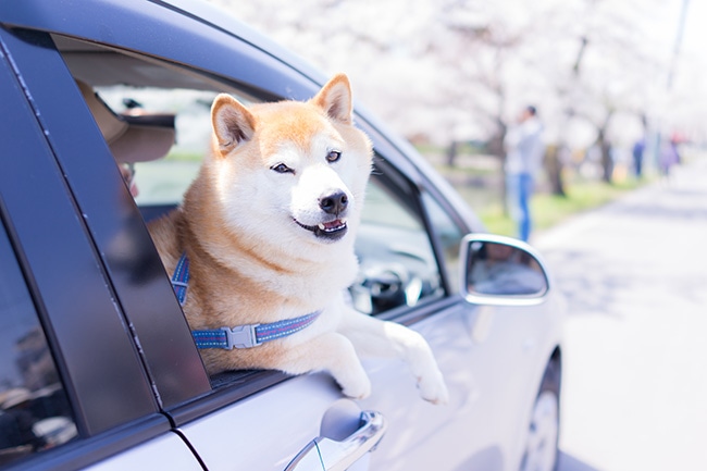 愛犬が車酔いをしてしまう！愛犬とドライブを楽しむコツをご紹介