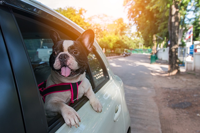 愛犬とのドライブをドライブボックスを使って安全に楽しく！
