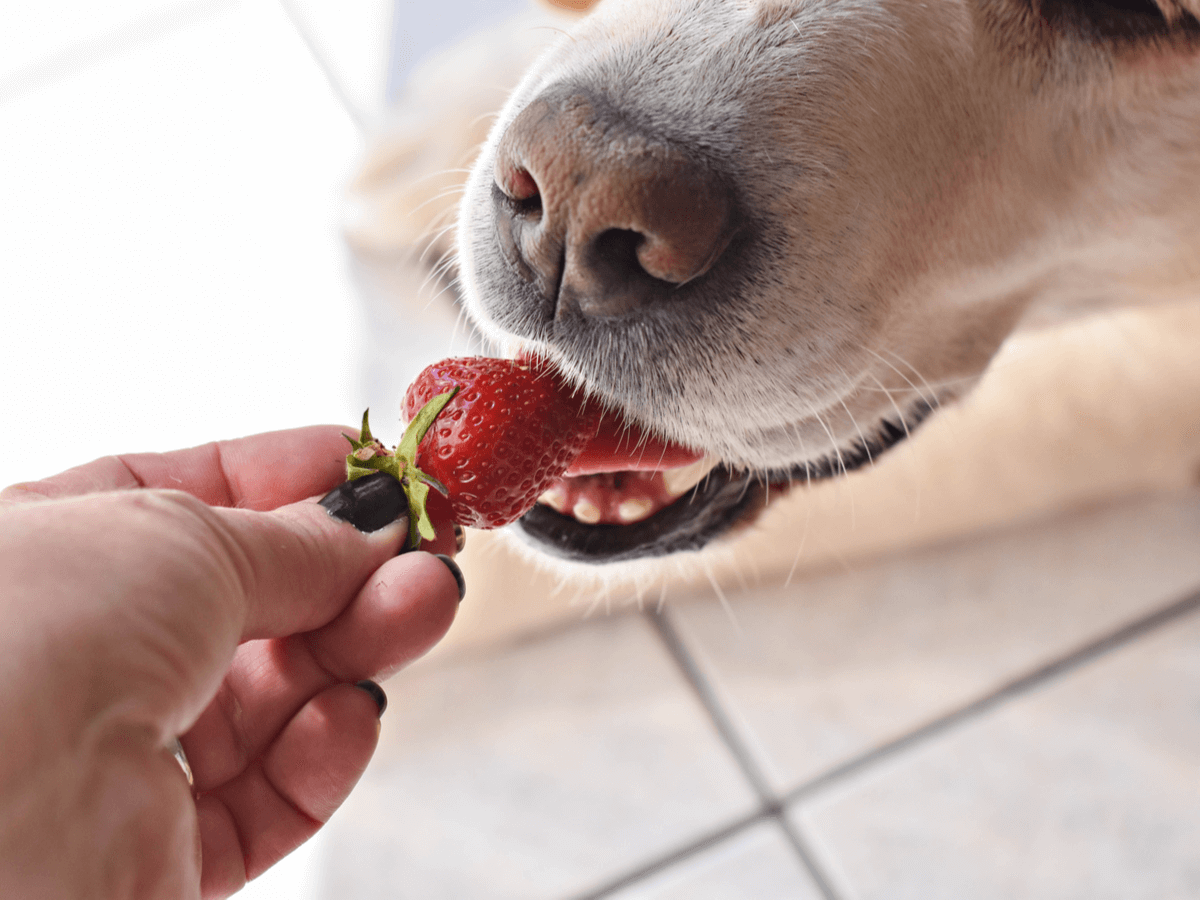 犬はいちごを食べられるの？1日に食べられる量と注意したい危険なキシリトールのこと