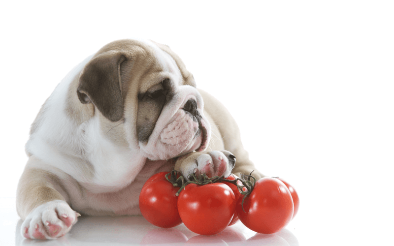 愛犬の生活習慣病の予防にも！抗酸化作用のあるトマトの基本知識と注意点