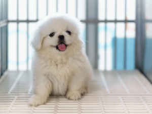 小型犬のケージはどんなものを選べばよい？おすすめケージ5選をご紹介