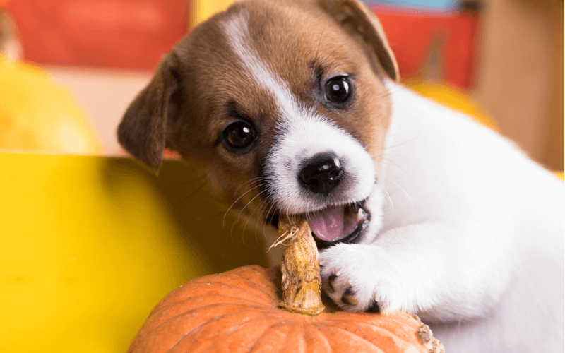 犬用のおやつにクッキーやケーキにかぼちゃ味があるけど犬にかぼちゃをあげてもいいの？