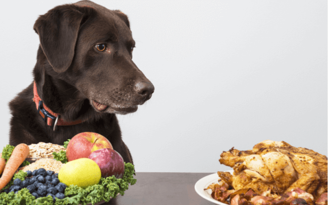 犬には味覚はあるの？餌を丸呑みするのは味覚障害？犬に味の好き嫌いがあるのか解説します