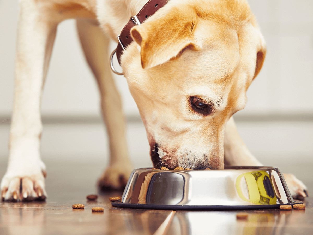 犬の早食いをやめさせるには？その理由と4つの改善策・おすすめの防止皿5選