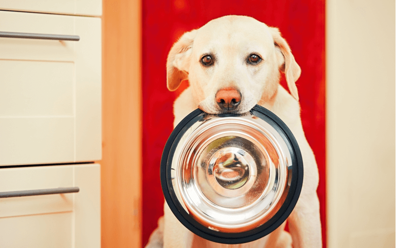犬の早食いは防止した方がいい？早食いしてはいけない理由と簡単にできる対策方法