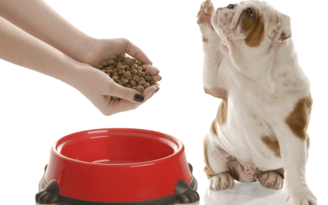 犬に必要な餌の量は犬によって違うのを知っていますか？愛犬の健康を守るために必要な餌の量・カロリーを確認しよう