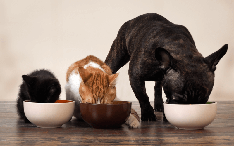 犬がキャットフードを食べても大丈夫？犬と猫と飼っている飼い主さんが知っておくべきフードの違い