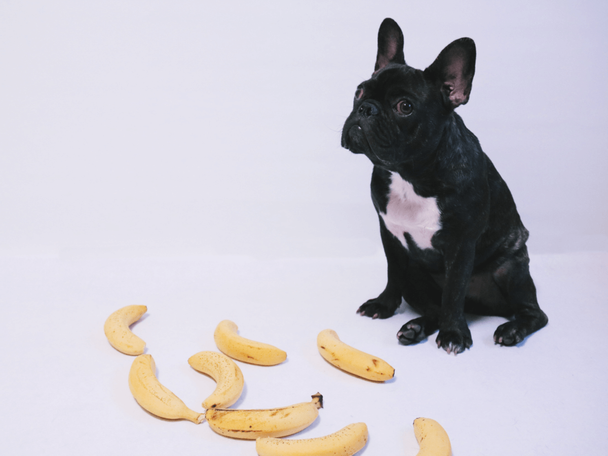 犬にバナナを食べさせても大丈夫？正しい与え方を知ってアレルギーや肥満に気をつけよう