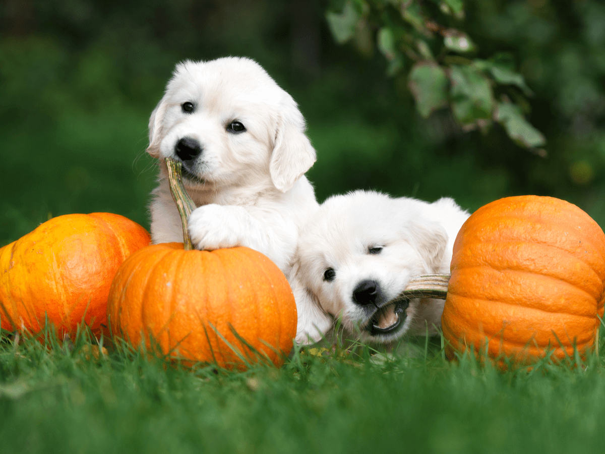犬にかぼちゃをあげるときの適量は？生や種・皮つきはあげてもいいの？正しい与え方を知って愛犬に健康を