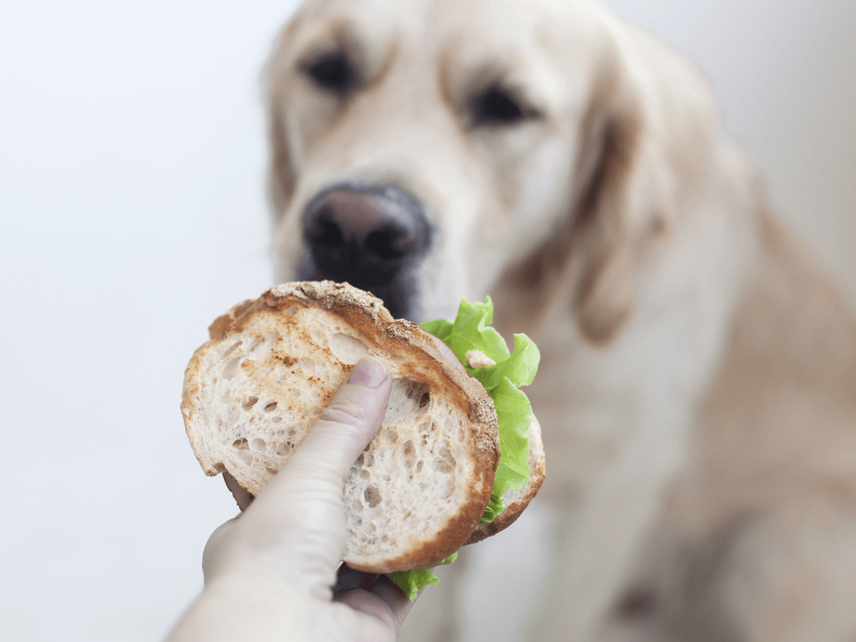 犬が人間用のパンを食べてはいけない7個の理由！もし食べちゃったらどうすればいい？