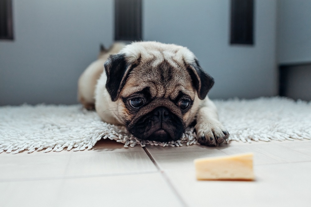 犬にチーズを与えても大丈夫？与えるときの注意点や適量について解説！