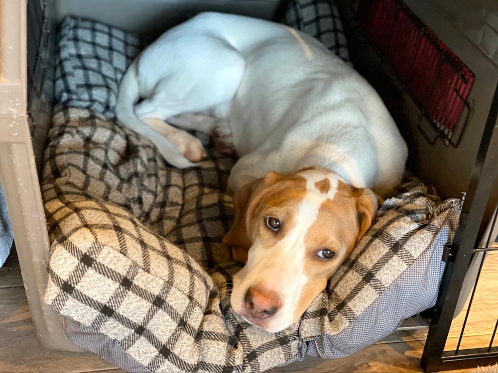 老犬がご飯を食べないときの対処法9選！食欲不振の原因と注意点とは【老犬介護士監修】