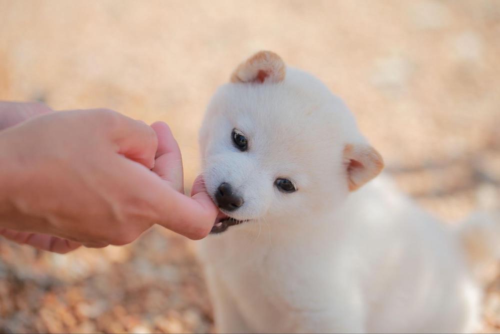 犬が甘噛みするのはなぜ？やめさせるポイントやしてはいけないしつけについて解説！